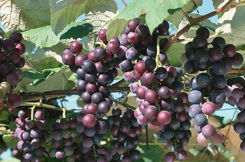 自己在家怎么种葡萄 家里养葡萄为啥不吉利