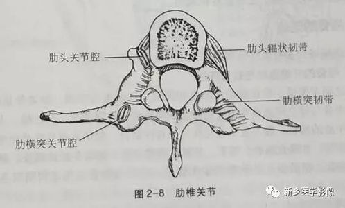 解剖小课堂 躯干骨及颅骨的连接 