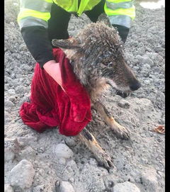 两名工人从冰冷的河里救了一只 狗 ,送去医院才被告知这是狼