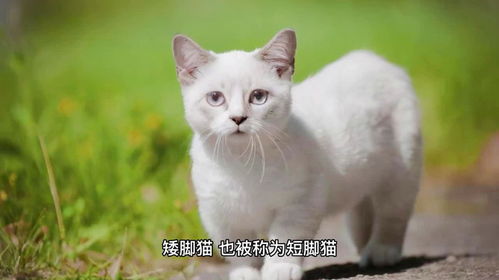 矮脚猫是基因缺陷吗