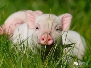 只晓得吃,你知道在玉雕中猪有多特别吗