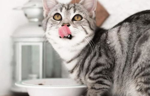 猫咪挑食原因分析,跟主人喂养习惯息息相关 身体 