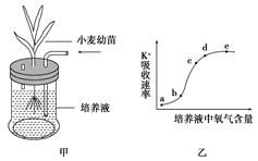 植物对矿质元素的吸收特点是怎样的