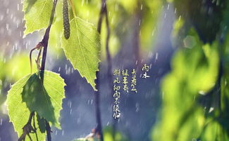 关于雨的诗句夏天