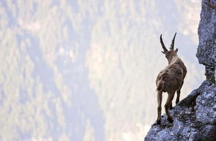 两只山羊为决斗爬上3302米高峰上演龙争虎斗
