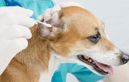 狗狗耳朵容易藏脏东西,经常清洁,才不会被寄生虫或细菌感染