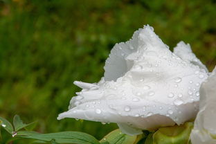 春雨润心，诗意满园，春季雨的词语有哪些