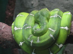 绿色的蛇叫什么蛇,绿色的蛇叫什么蛇图片