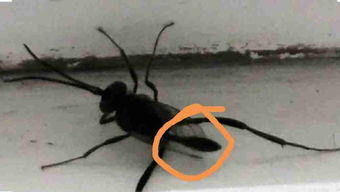 这是什么虫子 尾部一直跳动的虫子 