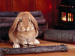 兔子怎么养才不臭,兔子怎么养才不臭夏天