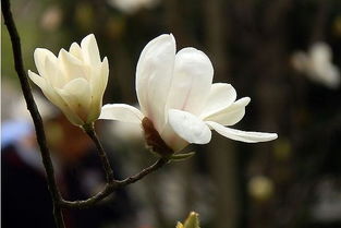 木兰花什么时候开 什么季节 几月 木兰花的花语