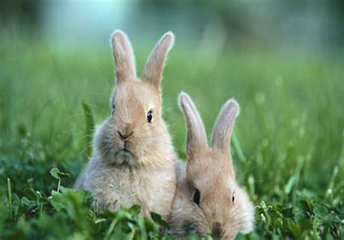 萌宠饲养 小兔子吃什么食物 科学喂养应该是牧草搭配兔粮加上少量蔬果