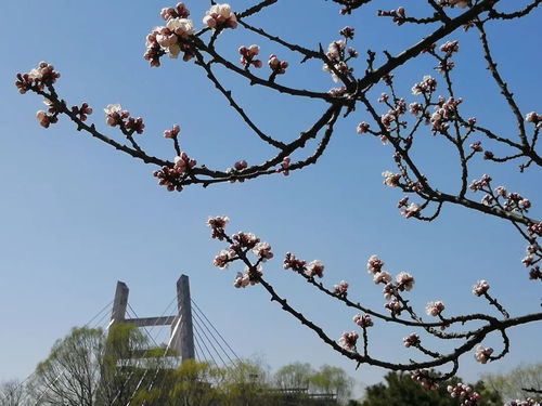 花开时节盼逢君(期待落花时节又逢君)