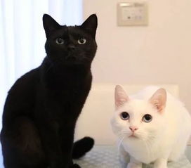 黑猫跟白猫一起合照,太美了 