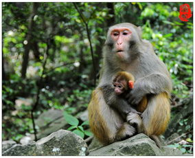 幽谷猴影趣味多,人猴友善更和谐