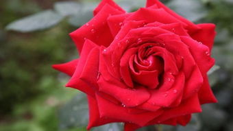 请问送6朵红玫瑰加一朵红康乃馨是代表什么意思？