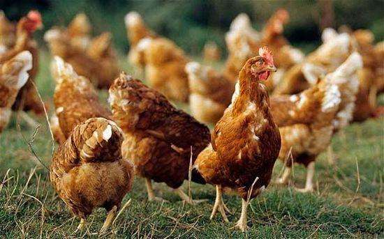 好的养鸡的方法,鸡如何养的好 如何让母鸡快速长黄油 饲料 