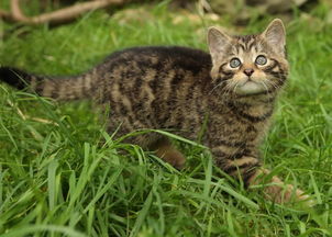 英国濒危苏格兰野猫首亮相 活泼可爱 