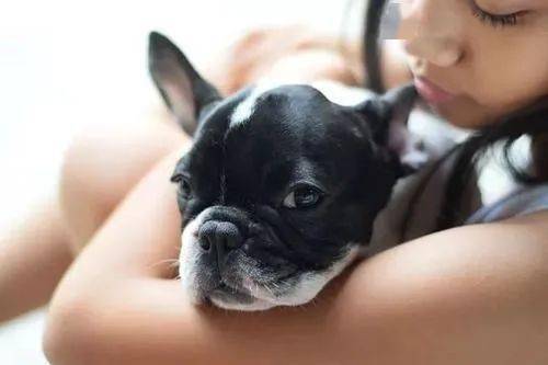 扩散 深圳 10月起,你家的狗狗未植入芯片,将被视为无证养犬