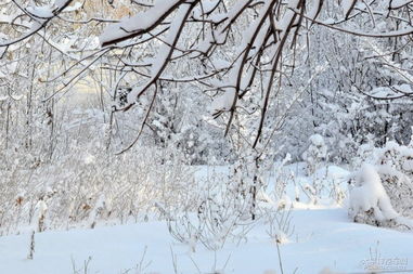 关于家乡初雪的诗句