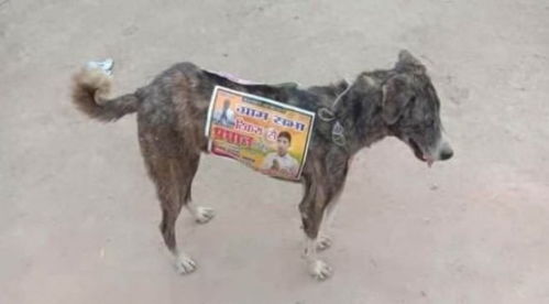 在狗身上张贴竞选海报 流浪狗正在成为印度政客的宣传利器