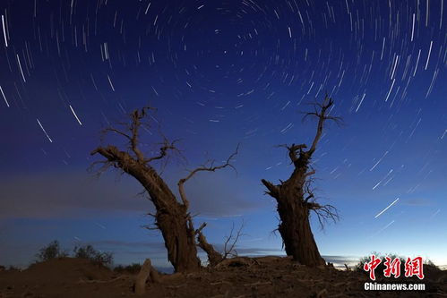 新疆塔里木盆地 星空下的千年胡杨