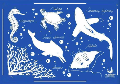 乐活动丨乐体潜水携手无境深蓝举办的 珊瑚里的生命 科普小课堂12月3日开课啦