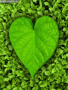 心形绿叶高清图片 绿色植物素材