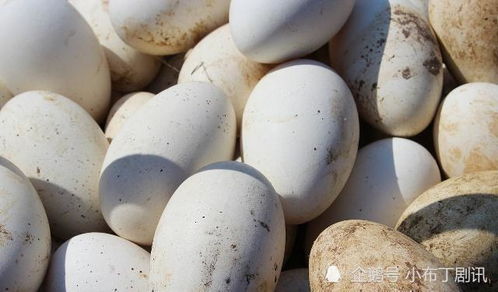 怀孕期间可以吃鹅蛋吗 也许很多人不了解,现在知道还不晚