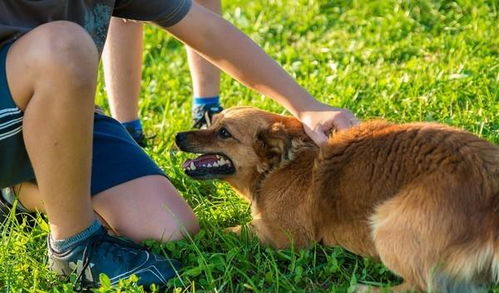 养宠物能预防疾病 研究发现 宠物体味含化合物可防癌