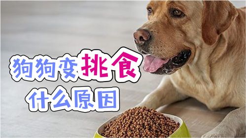 狗狗变挑食什么原因 