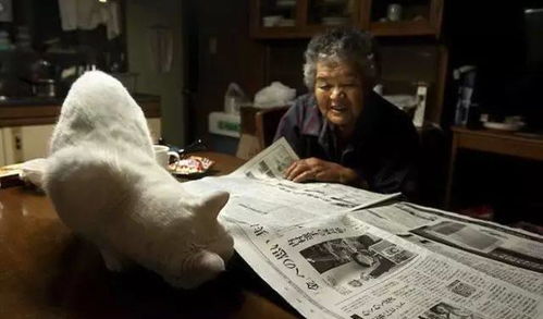 老奶奶收养了一只耳聋小猫,结局却令无数人看哭了