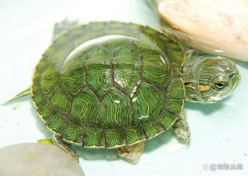5元的小乌龟会长大吗,是什么品种,怎么养活