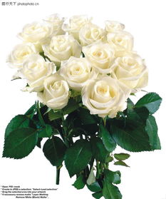 玫瑰花束0080 玫瑰花束图 鲜花图库 纯白色 洁白 墨绿色 