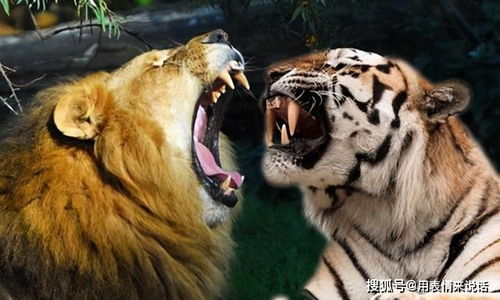 老虎和狮子战斗,谁获胜的机会大一些 王者的称号可不是吃素的