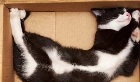 为什么猫喜欢箱子这样狭小的地方 这5种心理,养猫的人要知道