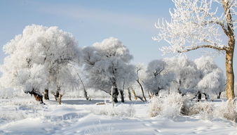 到了哈尔滨怎么去雪乡 (从哈尔滨怎样去雪乡)