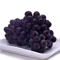 几月份的葡萄最好吃 玫瑰香葡萄几月份上市