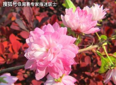 指迷居士生肖狗运势测算 2023年1月4日运势,没有抓住最好机遇