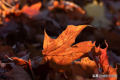 小树叶照片能这么好看,你知道咋拍吗,这9个摄影技巧帮你