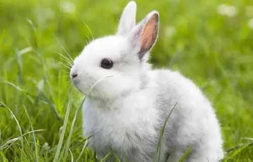 兔子为什么长眼屎