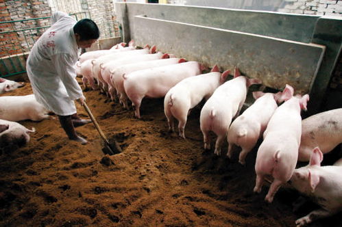 生猪养殖上市公司都有哪些？