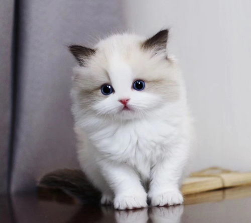 图 广州买猫去哪里 广州哪里有卖布偶猫 布偶猫图片 广州宠物猫 