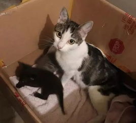 母猫带着1只小猫投奔小伙,小伙仗义收养,第二天却有了5只小猫
