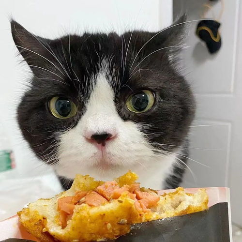 一张图告诉你,小猫咪到底能不能吃海鲜 怎么吃