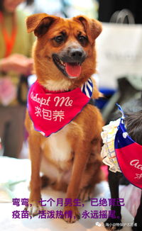 上海猫领养 上海狗狗领养 上海领养 新年,请给宝贝们一个家 