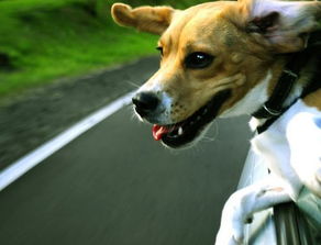 开车带狗旅行不安全吗 如何让狗安静的坐车 