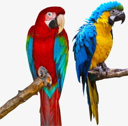“鹦鹉”的意思如何、鹦鹉的读音怎么读、鹦鹉的拼音是什么、怎么解释？