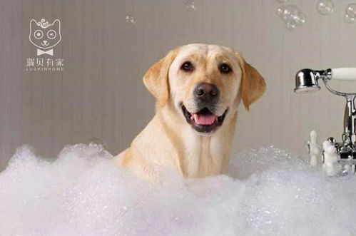 狗狗洗完澡不吹干有什么危害