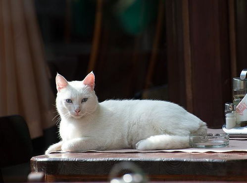 就像人类一样, 我们的宠物猫也可以 问题 